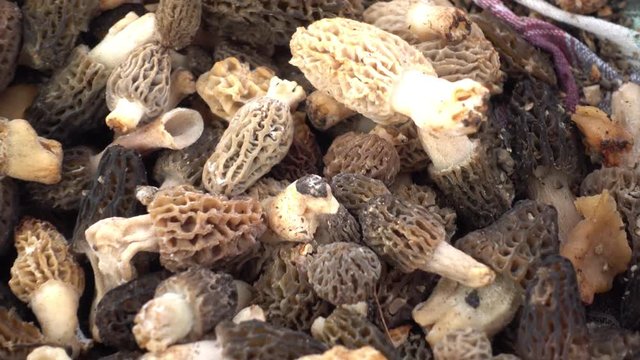 4K Zoom in natural organic thimble morel mushrooms on a piece of cloth