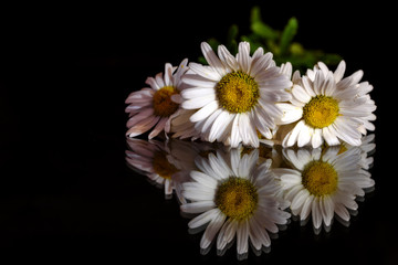 daisy white flower black background