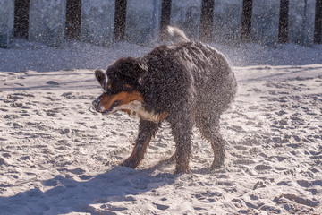 bernese mountain dog playing at sunny sea beach sand