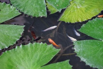 Fish pond home is a design that takes into account the astrological landscape.