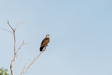 Brahminy kite  or Red-backed sea-eagle in wetlands Thale Noi, one of the country's largest wetlands...