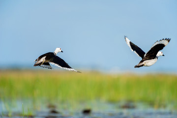 Cotton pygmy goose in wetlands Thale Noi, one of the country's largest wetlands covering...
