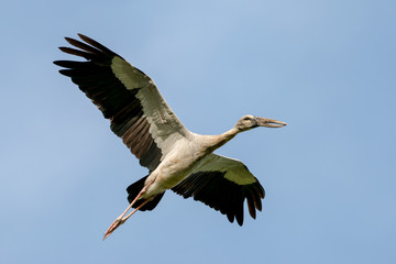 Asian openbill in wetlands Thale Noi, one of the country's largest wetlands covering Phatthalung,...