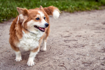 portrait of a dog of breed of a corgi outdoors