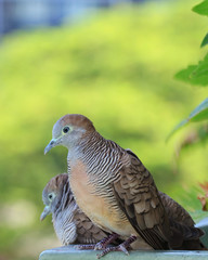 Wild Zebra Dove couple relaxing happily side by side in the sunlight of Bangkok, Thailand 