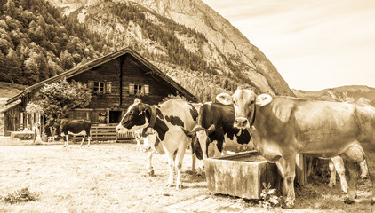 cows
