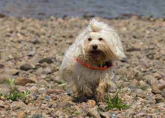 havanese dog at the beach
