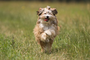 running havanese dog
