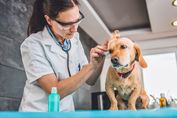 Veterinarian cleaning dog ears