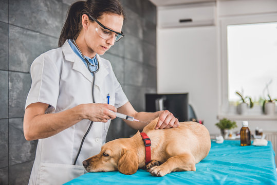 Veterinarian giving a dog a vaccine shot