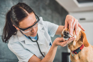 Veterinarian Examining Dog tooth