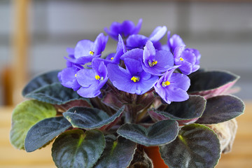 Violet Saintpaulias flowers commonly known as African violets