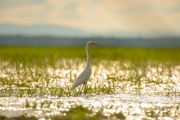 Obraz premium Intermediate Egret or Plumed Egret in wetlands Thale Noi, one of the country's largest wetlands covering Phatthalung, Nakhon Si Thammarat and Songkhla ,South of THAILAND.