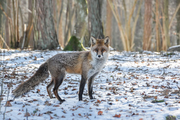 Renard