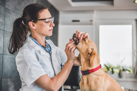 Veterinarian Examining Dog tooth
