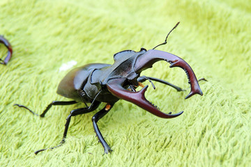 Beetle Deer close-up
