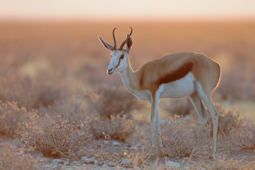 Springbock im Morgenlicht, Etosha Nationalpark, Namibia