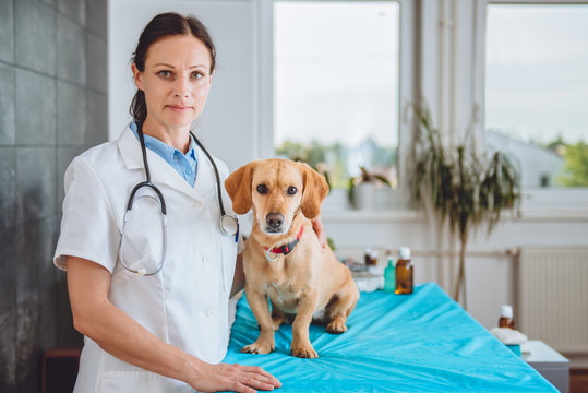 Veterinarian and dog posing