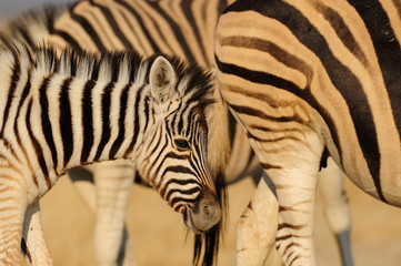 Fototapeta na wymiar Junges Steppenzebra, Burchell's Zebra, Etosha Nationalpark, Namibia