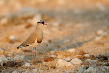 Kronenkiebitz, Etosha Nationalpark, Namibia