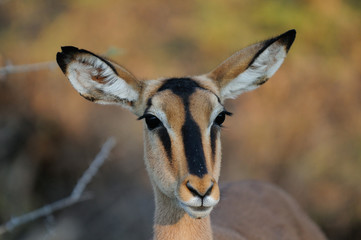 Schwarznasenimpala Portrait, Etosha Nationalpark, Namibia