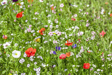 Blumenwiese