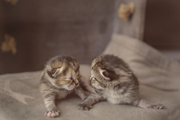 Little kitten sleeping on a blanket