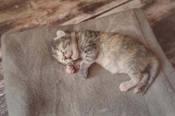 Little kitten sleeping on a blanket