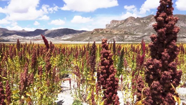 Crops of red and yellow quinoa in a wonderful valley of Bolivia. 	