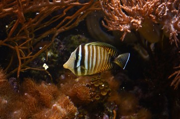 Musée Aquarium de Bruxelles : Poissons et coraux