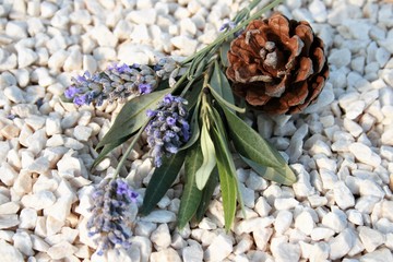 The branches of lavender