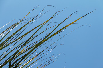 Section of Palm Leaf Ends Blowing in Wind  Background