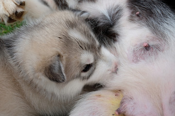 Siberian husky puppy close up on background . .