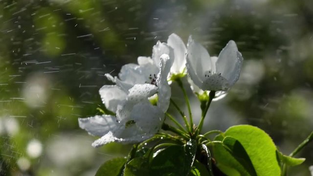 Pear flowers are spraying by water in slow motion against blooming trees. Shooting with high-speed camera.
