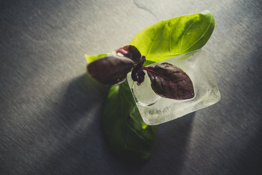 Basil and ice cube