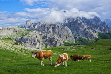 Fototapeta na wymiar Cows on the Alpine meadow at sanlit