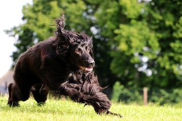 schwarzer afghanischer windhund hat spaß im garten