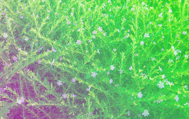 Background flower shrub with light green leaves with purple.