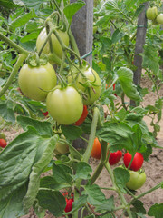 red tomato plants in a home made vegetable garden