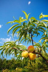 Sweet peach fruits growing on a peach tree branch