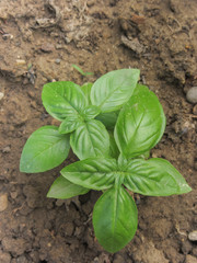 fresh basil plant in a vegetable garden