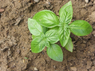 fresh basil plant in a vegetable garden