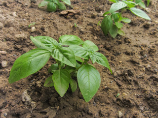 fresh basil plant in a vegetable garden