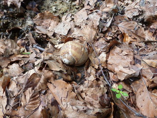 snail