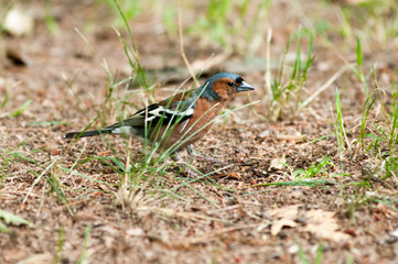 Fringuello (Fringilla coelebs)