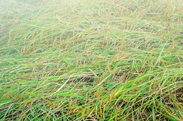 Rice crops in a plot to overthrow, because the wind blows.