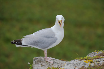 Gull which shouts