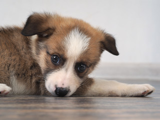 A little puppy 2 months old, crossbreed. The dog is lying on the floor. The animal's face close-up