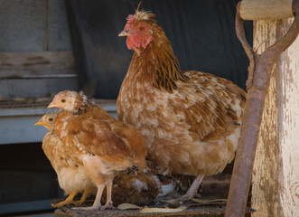 Hen and Chicks