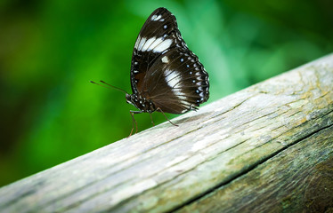 Butterfly , cute insect with brown, white and blue colored wings sitting on old wood on natural background. Wildlife